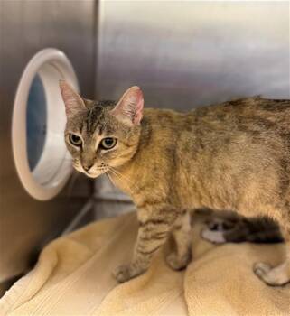 DELANY -  Domestic Short Hair Cat for Adoption in Conroe, Texas - DELANY | PetCurious