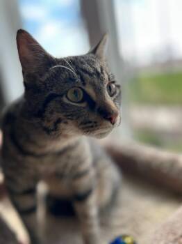 Domestic Short Hair Cats Available for Adoption - Kenny | PetCurious