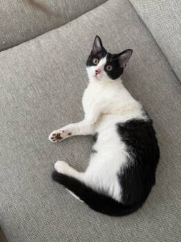 Nimbus -  Domestic Short Hair Cat for Adoption - Nimbus | PetCurious