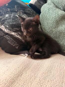 *Velcro Val -  Domestic Short Hair Cat for Adoption in Newnan, Georgia - *Velcro Val | PetCurious