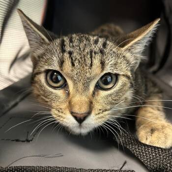 Stetson -  Domestic Short Hair Cat for Adoption in Leander, Texas - Stetson | PetCurious