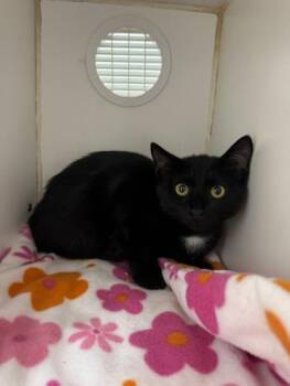 Firecracker -  Domestic Short Hair Cat for Adoption in Mount Vernon, Ohio - Firecracker | PetCurious