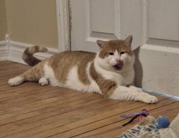 Domestic Short Hair Cats Available for Adoption - Mister | PetCurious