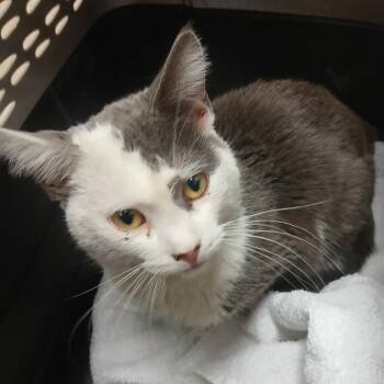 Domestic Short Hair Cats Available for Adoption in York, Pennsylvania - Daffo-dill Pickle | PetCurious