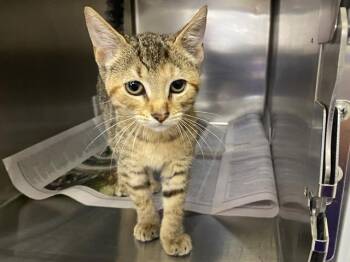 GINGER -  Domestic Short Hair Cat for Adoption in Charlotte, North Carolina - GINGER | PetCurious