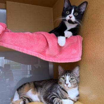 Domestic Medium Hair Cats Available for Adoption in Chicago, Illinois - Poultrygeist | PetCurious