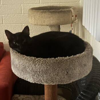Lady Lucy -  Domestic Short Hair Cat Available for Adoption in Tempe, Arizona - Lady Lucy | PetCurious