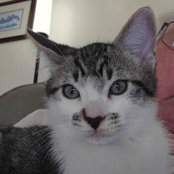 Mario Storesund -  Domestic Short Hair Cat for Adoption in Eagle Mountain, Utah - Mario Storesund | PetCurious