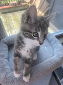 Buck -  Domestic Short Hair Cat for Adoption in Westfield, Wisconsin - Buck | PetCurious