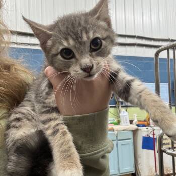 Rescue Domestic Short Hair Cats for Adoption in Corbin, Kentucky - Dust | PetCurious