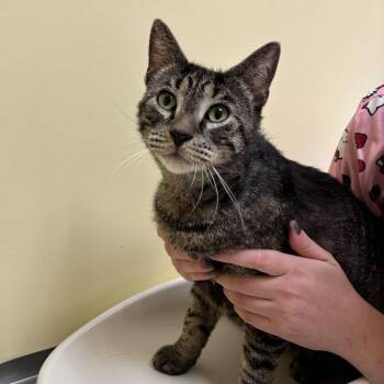 Domestic Short Hair Cats Available for Adoption - River | PetCurious