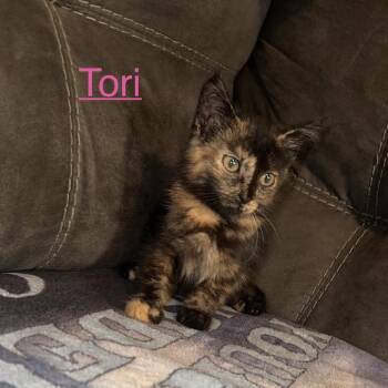 Tori -  Domestic Short Hair Cat for Adoption in Lancaster, Ohio - Tori | PetCurious