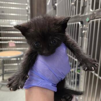 Brown Sugar Cinnamon -  Domestic Short Hair Cat for Adoption in Oak Brook, Illinois - Brown Sugar Cinnamon | PetCurious