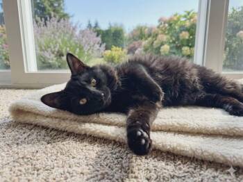Domestic Short Hair Cats Available for Adoption in Minneapolis, Minnesota - Velvet | PetCurious