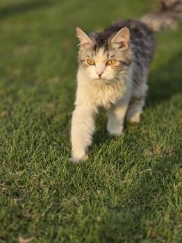 Rescue Maine Coon and Persian Cats for Adoption in Brampton, Ontario - Leo C | PetCurious