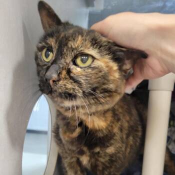 Domestic Short Hair Cats Available for Adoption - Katie | PetCurious