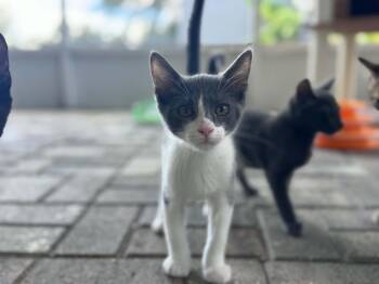 Shere Khan -  Domestic Short Hair Cat for Adoption - Shere Khan | PetCurious
