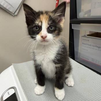 Sparkler -  Domestic Short Hair Cat for Adoption in Morganton, North Carolina - Sparkler | PetCurious