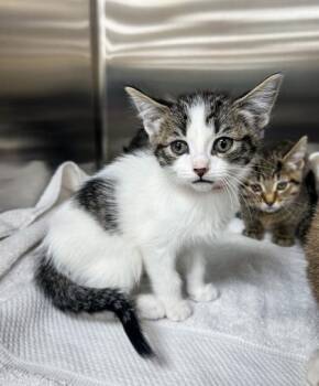 Molly -  Domestic Short Hair Cat for Adoption in Westland, Michigan - Molly | PetCurious