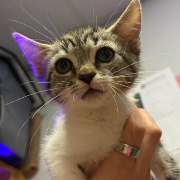 Luz -  Domestic Short Hair Cat for Adoption in Chattanooga, Tennessee - Luz | PetCurious