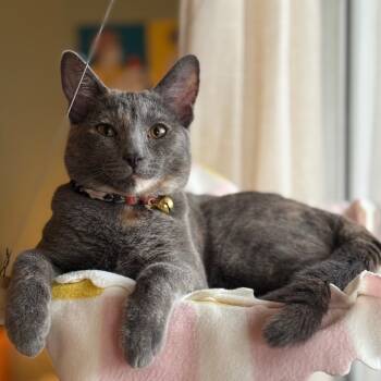 Rescue Domestic Short Hair Cats for Adoption in Los Angeles, California - Stevie | PetCurious