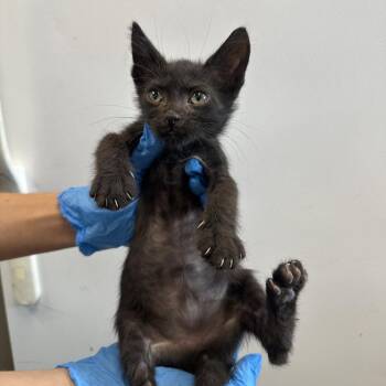 Kip -  Domestic Short Hair Cat for Adoption in San Antonio, Texas - Kip | PetCurious