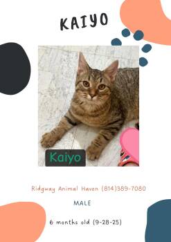 Rescue American Shorthair Cats for Adoption in Ridgway, Pennsylvania - Kaiyo | PetCurious