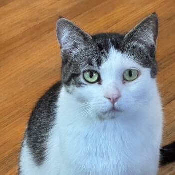 Winnie -  Domestic Short Hair Cat for Adoption in Minneapolis, Minnesota - Winnie | PetCurious