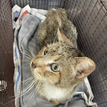 Domestic Short Hair Cats Available for Adoption in San Antonio, Texas - RASCAL | PetCurious