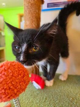 Bug -  Domestic Short Hair Cat for Adoption in Scottsbluff, Nebraska - Bug | PetCurious