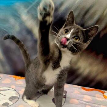 Stripe -  Domestic Short Hair Cat for Adoption in Vine Grove, Kentucky - Stripe | PetCurious