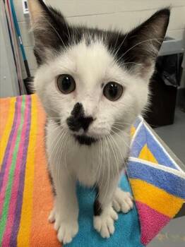 BRAMBLE -  Domestic Short Hair Cat for Adoption in Peoria, Illinois - BRAMBLE | PetCurious