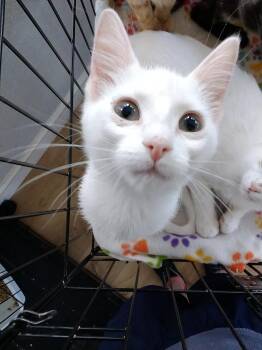 Snow-ball -  Domestic Short Hair Cat for Adoption in North Richland Hills, Texas - Snow-ball | PetCurious