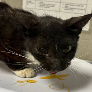 Cici -  Domestic Short Hair Cat for Adoption in Yuma, Arizona - Cici | PetCurious