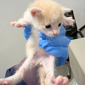 Root Beer -  Domestic Short Hair Cat for Adoption in Philadelphia, Pennsylvania - Root Beer | PetCurious