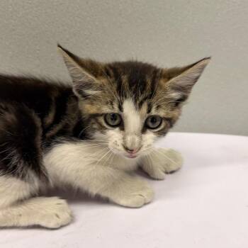 Domestic Short Hair Cats Available for Adoption in Tampa, Florida - Zena | PetCurious