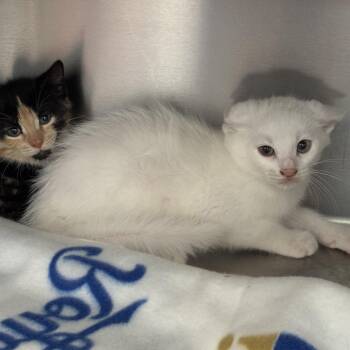 Berlioz -  Domestic Short Hair Cat for Adoption in Liberty, Missouri - Berlioz | PetCurious