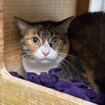 Rescue Domestic Short Hair Cats for Adoption in League City, Texas - Gracie | PetCurious