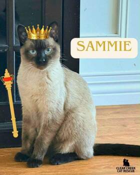 Siamese Cats Available for Adoption in Anchorage, Alaska - Sammie | PetCurious