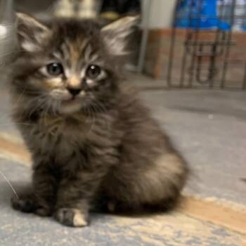 Rae -  Domestic Long Hair Cat for Adoption in Riverside, California - Rae | PetCurious