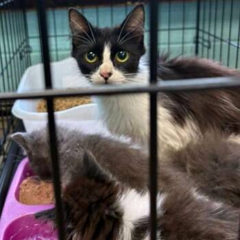 Ewing Mom -  Domestic Short Hair Cat for Adoption in Gadsden, Alabama - Ewing Mom | PetCurious
