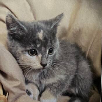 Abbey -  Domestic Short Hair Cat Available for Adoption in Los Angeles, California - Abbey | PetCurious