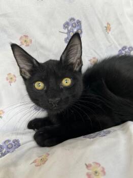 Bandit -  Domestic Short Hair Cat for Adoption in Corpus Christi, Texas - Bandit | PetCurious