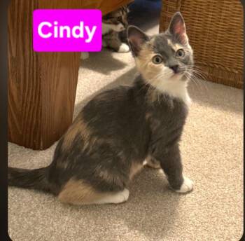 Cindy (siblings are Greg, Peter, Alice, Carol, Bobby, Marcia & J -  Dilute Tortoiseshell Cat for Adoption in Brighton, Michigan - Cindy (siblings Are Greg, Peter, Alice, Carol, Bobby, Marcia & J | PetCurious