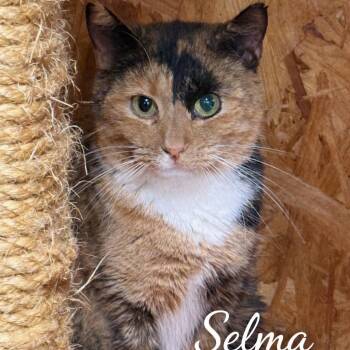 Domestic Short Hair Cats Available for Adoption - Selma | PetCurious