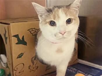 LAVY -  Domestic Short Hair Cat for Adoption in Brentwood, Missouri - LAVY | PetCurious