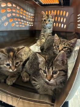 Jeremy -  Domestic Short Hair Cat for Adoption in Sidney, Ohio - Jeremy | PetCurious
