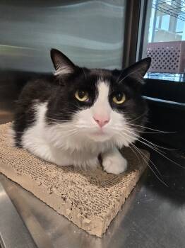 Rescue Domestic Long Hair Cats for Adoption in Wellington, Kansas - Squidy | PetCurious