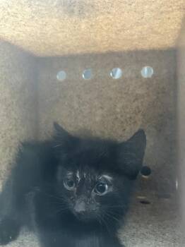 Rescue Domestic Medium Hair Cats for Adoption in Stockton, California - TODD | PetCurious