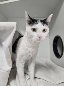 Tuna -  Domestic Short Hair Cat for Adoption in Savannah, Georgia - Tuna | PetCurious